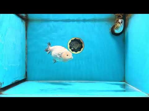 White Sakura LionChu Female 5 inches #121925LC_06