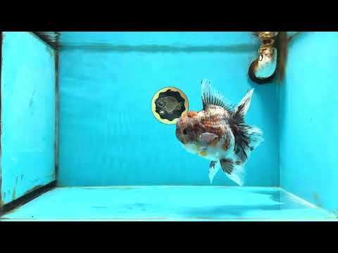 A Grade Kirin Oranda Female 6 inches #110725OR_02