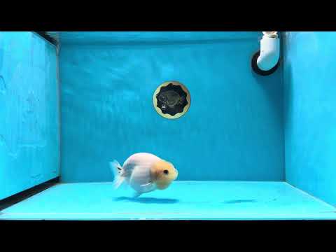 A Grade White Marble Lemonhead Button Eyes LionQueen 4.5 inches #020725LC_08