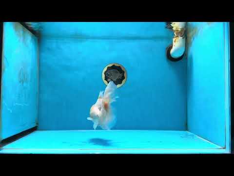 AAA Grade White Oranda Male 5 inches #042525OR_11