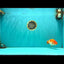Red White Lionchu Female 4.5 inches #081426LC_14