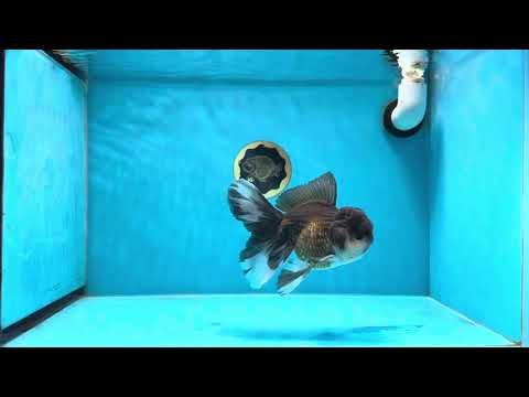 A Grade Fluffy Tail Panda King Oranda Male 5.5 inches #020725OR_27