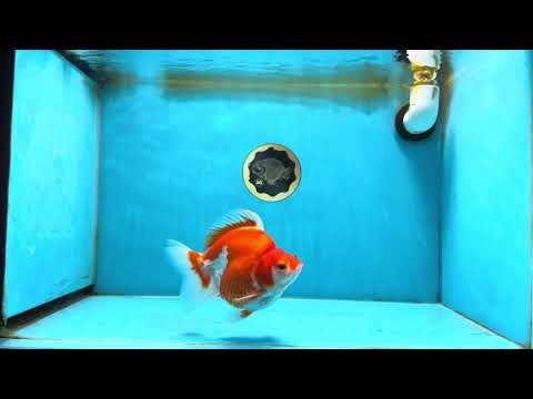 A Grade Red White Ryukin Female 5 inches #071125RK_20