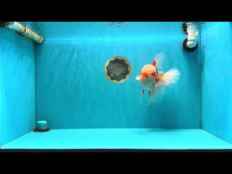 AAA Grade Super Red White Oranda Male 7.5-8 inches #061926OR_02