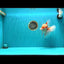 AAA Grade Super Red White Oranda Male 7.5-8 inches #061926OR_02