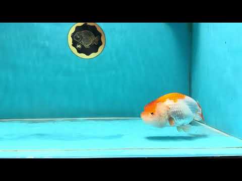 Red White Lionchu Female 4 inches #121925LC_04