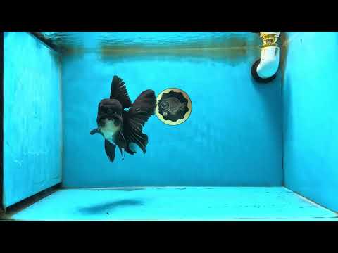 A Grade Black Oranda Male 5.5-6 inches #071125OR_13