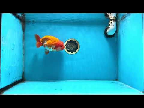 A Grade Red White LionKing 5.5 inches #100325LC_06