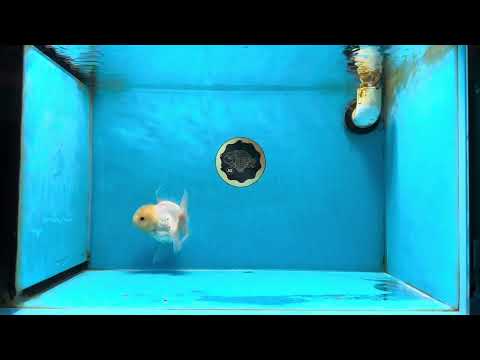 A Grade Puppy White Button Eyes Oranda Female 4.5-5 inches #050225OR_05