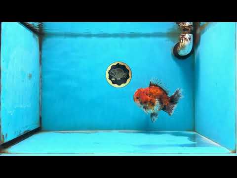 A Grade Calico Oranda Male 5.5 inches #120525OR_01