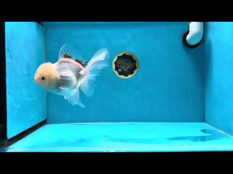 A Grade Snow Queen Oranda Female 6 inches #020725OR_17