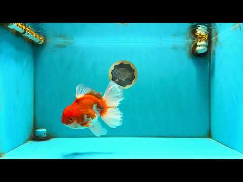 A Grade Red White Oranda Female 6.5-7 inches #050826OR_06