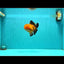 CHONKY A Grade Apache Oranda Male 5.5-6 inches #040326OR_09