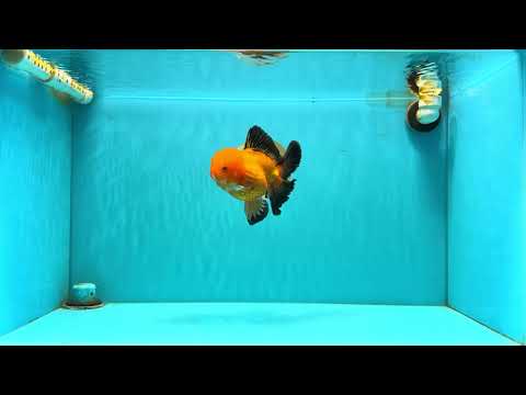 CHONKY A Grade Apache Oranda Male 5.5-6 inches #040326OR_09