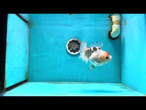 A Grade Tancho Tricolor Button Eyes  Yuanbao Male 5 inches #112224YB_28