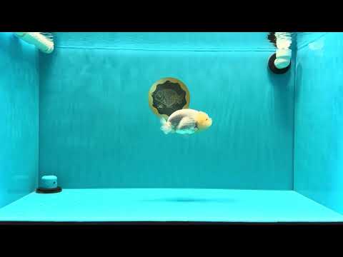 A Grade Dragon Head White LionQueen 4-4.5 inches #022726LC_23