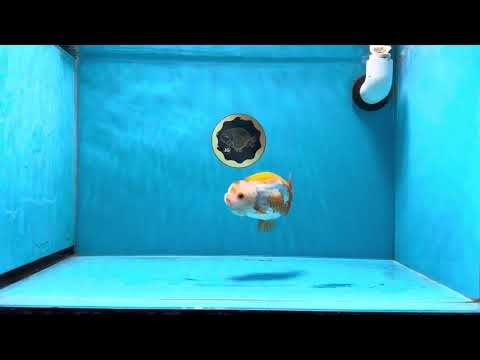 A Grade Cute Orange White LionKing 4 inches #020725LC_11