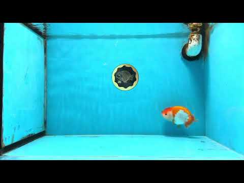 A Grade Red White LionQueen 4 inches #103125LC_20