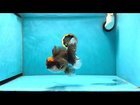 A Grade Lava Head Tricolor Oranda Male 5-5.5 inches #020725OR_31