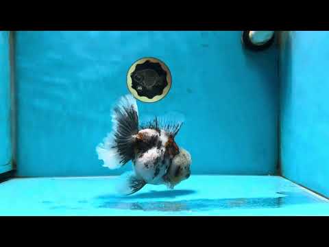 AAA Grade White Tiger Oranda Female 5.5 inches #051625OR_15