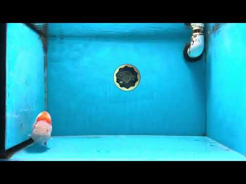 AAA Grade Kohaku Sakura LionKing 5.5 inches #100325LC_08