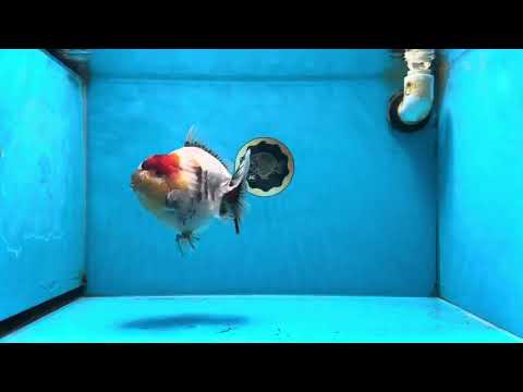 AAA Grade Godzilla Marble Yuanbao Female 5-5.5 inches #053025YB_01