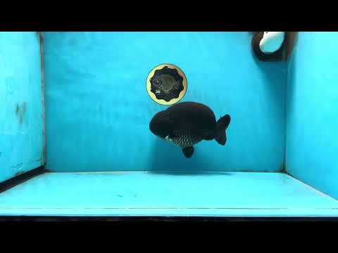 AAA Grade Kingkong Black Ranchu Male 5.5-6 inches #091225RC_03