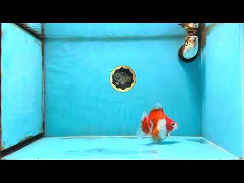 A Grade Red White Ryukin Female 4.5 inches #111425RK_09