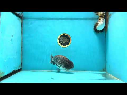 SPECIAL A Grade Black Blue LionQueen 5.5  inches #102425LC_07