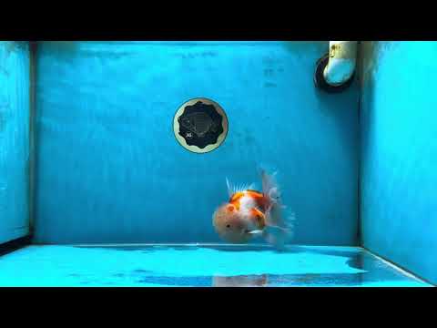 AAA Grade Godzilla Sakura Oranda Male 5 inches #052325OR_09