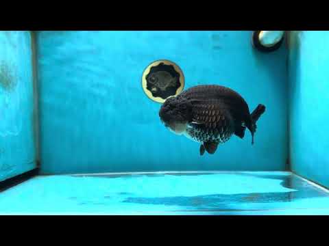 AAA Grade Black Ranchu Male 4.5-5 inches #052325RC_17