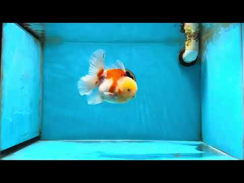 AAA Grade Sakura Oranda Male 4.5 inches #050925OR_52