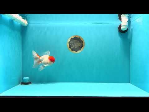 MARIO A Grade Tancho Red White Oranda Male 5-5.5 inches #031326OR_27
