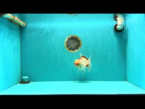 CHICKIE AAA Grade Red White Oranda Male 5-5.5 inches #062626OR_28