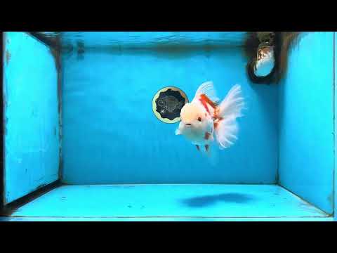 AAA Grade Sakura Oranda Male 6-6.5 inches #091925OR_14