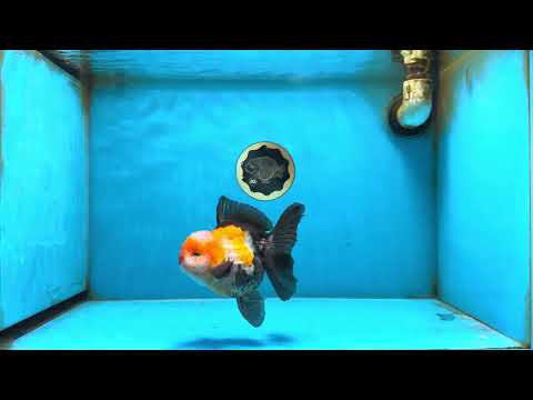 A Grade Tricolor Oranda Female 4.5-5 inches #082225OR_25