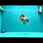 AAA Grade White Marble Oranda Male 5.5 inches #070626OR_23