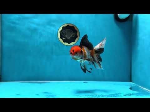 A Grade Tricolor Oranda Male 4.5 inches #032125OR_24