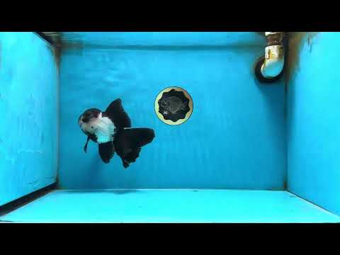 A Grade Panda Oranda Female 5.5 inches #081525OR_15