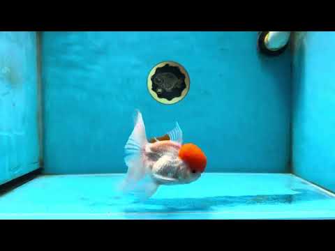 AAA Grade Red Cap Oranda Male 4.5 inches #051625OR_29