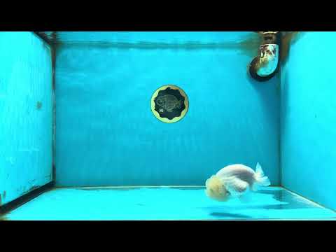 White LionChu Female 3.5 inches #120525LC_17