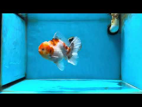 AAA Grade Sakura Oranda Male 5.5 inches #050925OR_54