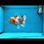 AAA Grade Sakura Oranda Male 5.5 inches #050925OR_54