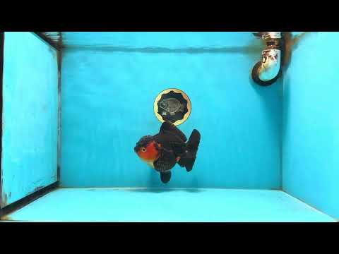 A Grade Apache Yuanbao Female 5-5.5 inches #112825YB_15