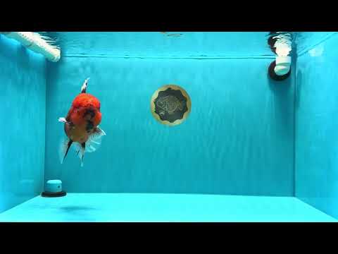 CHONKY AAA Grade Tiger Oranda Male 6.5 inches #022026OR_08