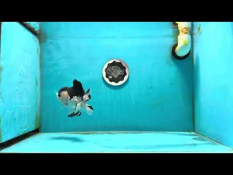 A Grade Pompom Panda Button Eyes  Yuanbao Male 4.5 inches #112224YB_30