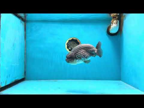 Blue LionChu Male 5 inches #103125LC_15