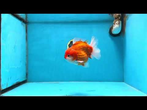 A Grade Red Sakura Yuanbao Male 4.5 inches #103125YB_30