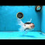 A Grade Panda Oranda Male 6 inches #090525OR_14