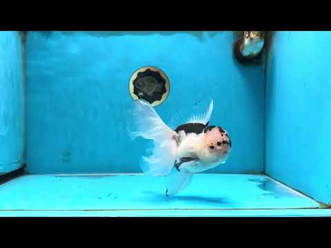 A Grade Panda Oranda Male 6 inches #090525OR_14